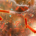 Listeria